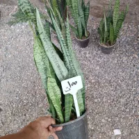 گل و گیاه|گل و گیاه طبیعی|قم, نیروگاه|دیوار