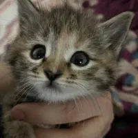 گربه گم شده