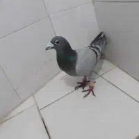 سبز ترکه|پرنده|مشهد, ویلاشهر|دیوار