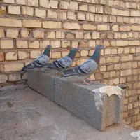 پلاکی ، مسافتی