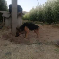 سگ نژاد ژرمن