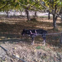 توله سگ نژاد سرابی