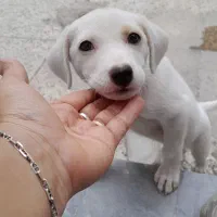 سگ اشمیز پاکوتاه سفید|سگ|بهشهر, |دیوار