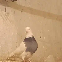 کبوتر طوق|پرنده|کرمانشاه, |دیوار