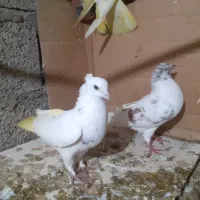 کبوتر|پرنده|رشت, پسیخان|دیوار