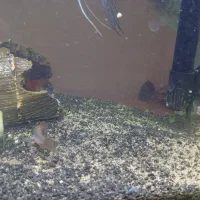 ماهی|ماهی|بیرجند, |دیوار