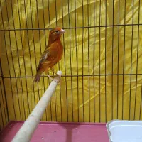 قناری ماده آماده عطیقه|پرنده|شیراز, مسلم|دیوار