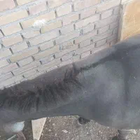 خری جوان وارام|حیوانات مزرعه|مهربان, |دیوار