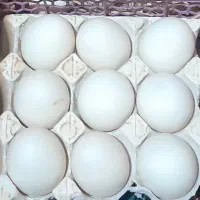 تخم ارک تازه