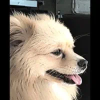 سگ نر نژاد پامر اصلی یکساله|سگ|شیراز, شیخ علی چوپان|دیوار