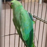 طوطی ملنگو سبزماده|پرنده|آبادان, |دیوار