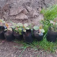 نهال کیوی هایوارد