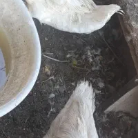 اردک روسی|حیوانات مزرعه|خرمشهر, |دیوار