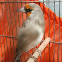 سهره دورگ کرمونی دهن کامل رسمی|پرنده|تهران, کیانشهر|دیوار