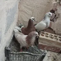 کبوتر یا کفتر جوجه