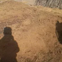 توافقی|خدمات باغبانی و درختکاری|انزل, |دیوار