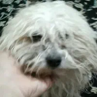 سگ پشمالو شیتزو