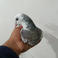 کبوتر|پرنده|چالوس, |دیوار