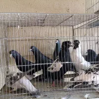 کبوتر نر پریده|پرنده|کرمان, |دیوار