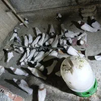 طوقی همه رنگ