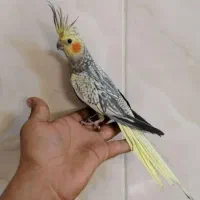 عروس هلندی و کوتوله برزیلی و گرینچیک