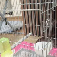 قفس نو وضخیم|لوازم جانبی حیوانات|زنجان, |دیوار