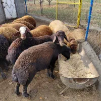 گوسفند پرورشی نر یک ساله کیلویی|حیوانات مزرعه|نوشین شهر, |دیوار