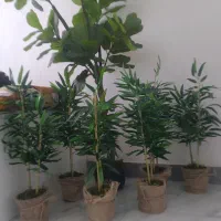 درختچه بامبو