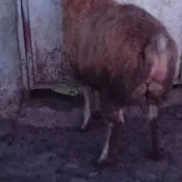 بره نر قوچی اصل دامازدخ مغانی فومن قیمت 45میلیون