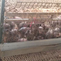 فروش قفس بلدرچین موقعیت کاشمر