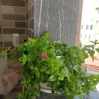 گل های طبیعی زیبا