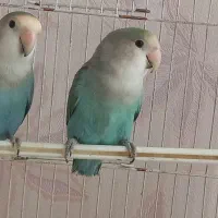 کوتوله خوش رنگ|پرنده|مشهد, نیروی هوایی|دیوار