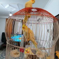عروس هلندی سخنگو نروماده