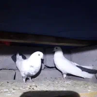 سایر
