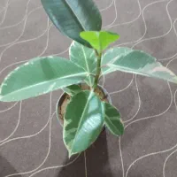 تعدادی گل دیفن باخیا وفیکوس و یشم