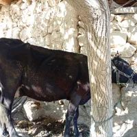 گاوـ گوساله