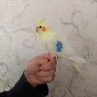 عروس هلندی های نر اهلی و درشت نژاد۸تخم