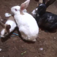 خرگوش|موش و خرگوش|تربت جام, باغ سنگان سفلی|دیوار