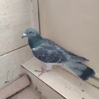 انواع پلاکی و جوجه پلاکی|پرنده|شهرضا, |دیوار