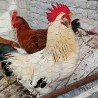 مرغ و خوروس