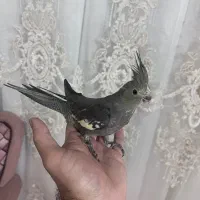 عروس هلندی|پرنده|اردبیل, |دیوار