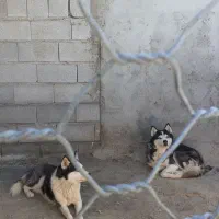 2عدد هاسکی نر سالم|سگ|بستان آباد, |دیوار