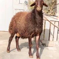 بره قوچ|حیوانات مزرعه|صحنه, |دیوار