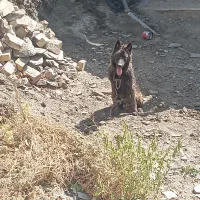 سگ ژرمن