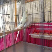 مرغ عشق با قفس