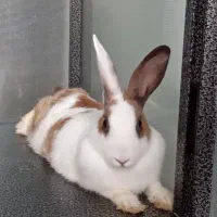 فروش خرگوش خانگی|موش و خرگوش|پیرانشهر, |دیوار