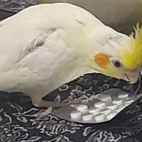 عروس هلندی گمشده