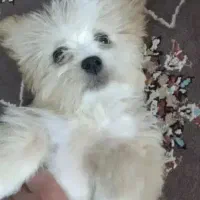 توله سگ شیتزو تریر