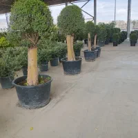 آنتیک لوکس خاص تک جهت برای ویلا باغ باغچه درخت گل