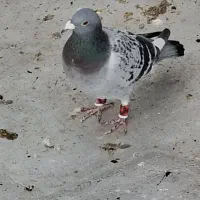 پلاکی گرفتنی|حیوانات|شیراز, زند|دیوار